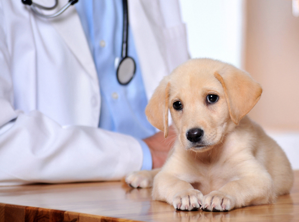 Pennsylvania Animal Clinic Insurance